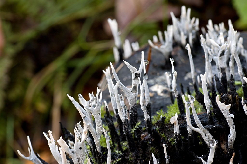 paddenstoel paddenstoelen paddestoel paddestoelen schimmel zwam schimmels zwammen hdr paddo paddos champignon champignons herfst najaar